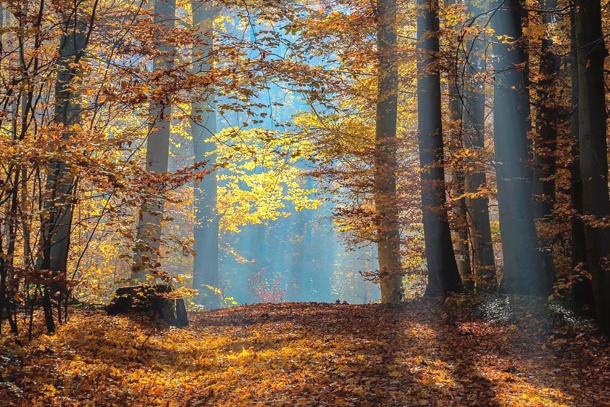 Sonnenlicht fällt durch einen herbstlichen Buchenwald mit goldenem Laub auf einen Waldweg